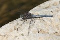 J15B0419 Orthetrum chrysostigma male